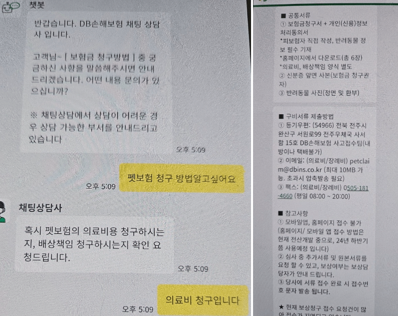 DB펫보험 후기 5가지(청구비용, 청구방법 포함)